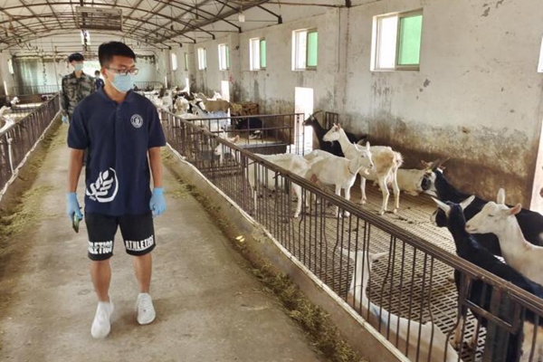 0130c120af5d4f9d98e04745af78a7f2.jpg 奶山羊养殖基地实拍.jpg