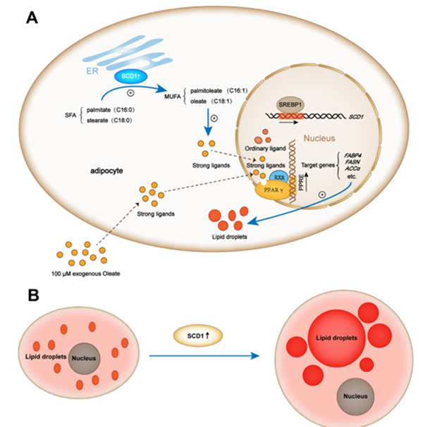 44f37d084bea4869a5626260d85bace7.png QQ图片20210803175236_副本.png