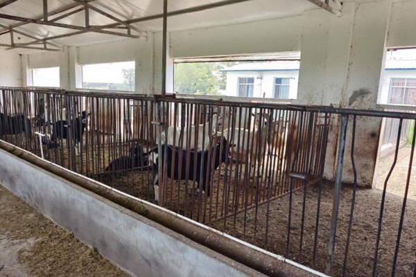 8b63956661c947658744157726a5ce4d.jpg 奶山羊照片.jpg