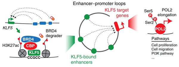 0dcc1fc0e43b46ceaa4901e220f1a35a.png 1 Liu Yanli et al, Cancer Research 2020_副本.png