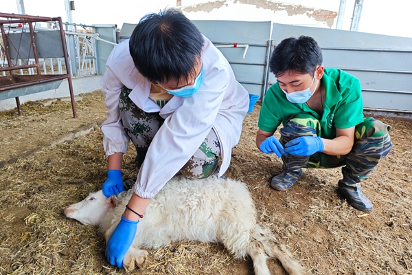 734e5942a9db41d3994383ff6e082024.jpg 图片七 队员采集绒山羊粪便样品.jpg