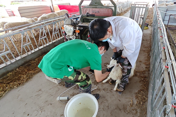 7692e5efb2104b2e946fbbfc5a8ab1ff.jpg 图片三 队员采集绒山羊瘤胃液样品.jpg