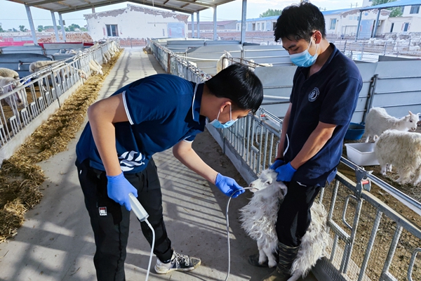 a42f4e73827a41bb83ff803fbf813429.jpg 图片六 队员采集绒山羊瘤胃液样品.jpg