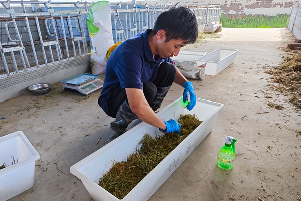 b154c3b6af5f4e7b90aeb13a73b946a7.jpg 图片二 队员配制含菌液母羊日粮.jpg