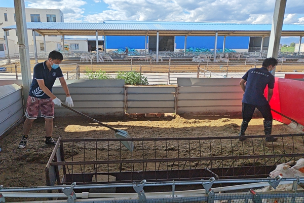 b49de6dbc6764c11bcda93937ac48074.jpg 图片三 队员清理圈舍内粪便及料草.jpg