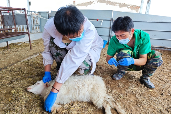 c0338d098d9d4c609cc8a02993e21677.jpg 图片二 队员采集绒山羊粪便样品.jpg