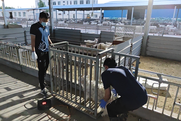 df39dd910ab344cba83bc75b14ae63c2.jpg 图片八 队员对试验羊只进行称重.jpg