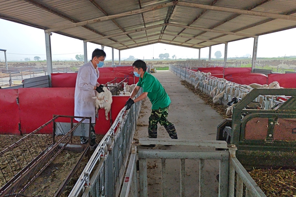 e38595f705d94ef8979642e65ab6dda3.jpg 图片一 队员选取实验羊只并进行保定称重.jpg